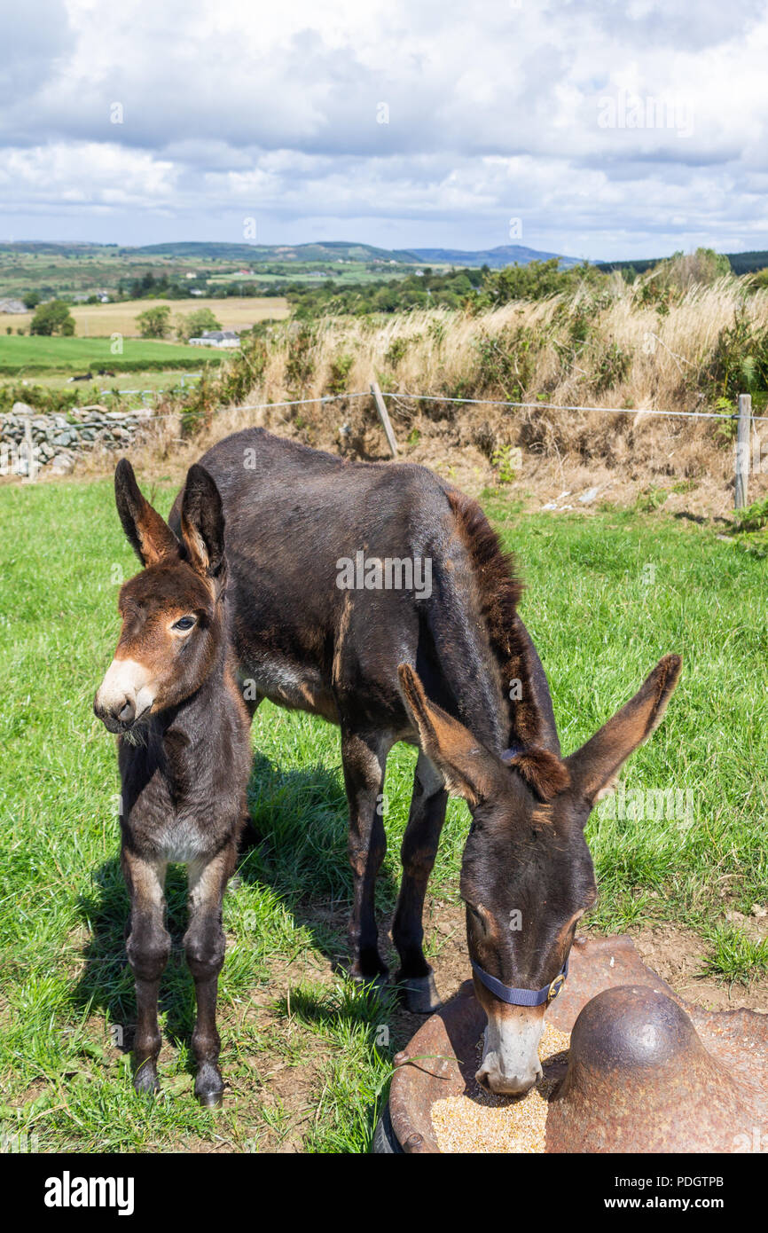 Equus asinus, Donkey mare and foal Stock Photo - Alamy