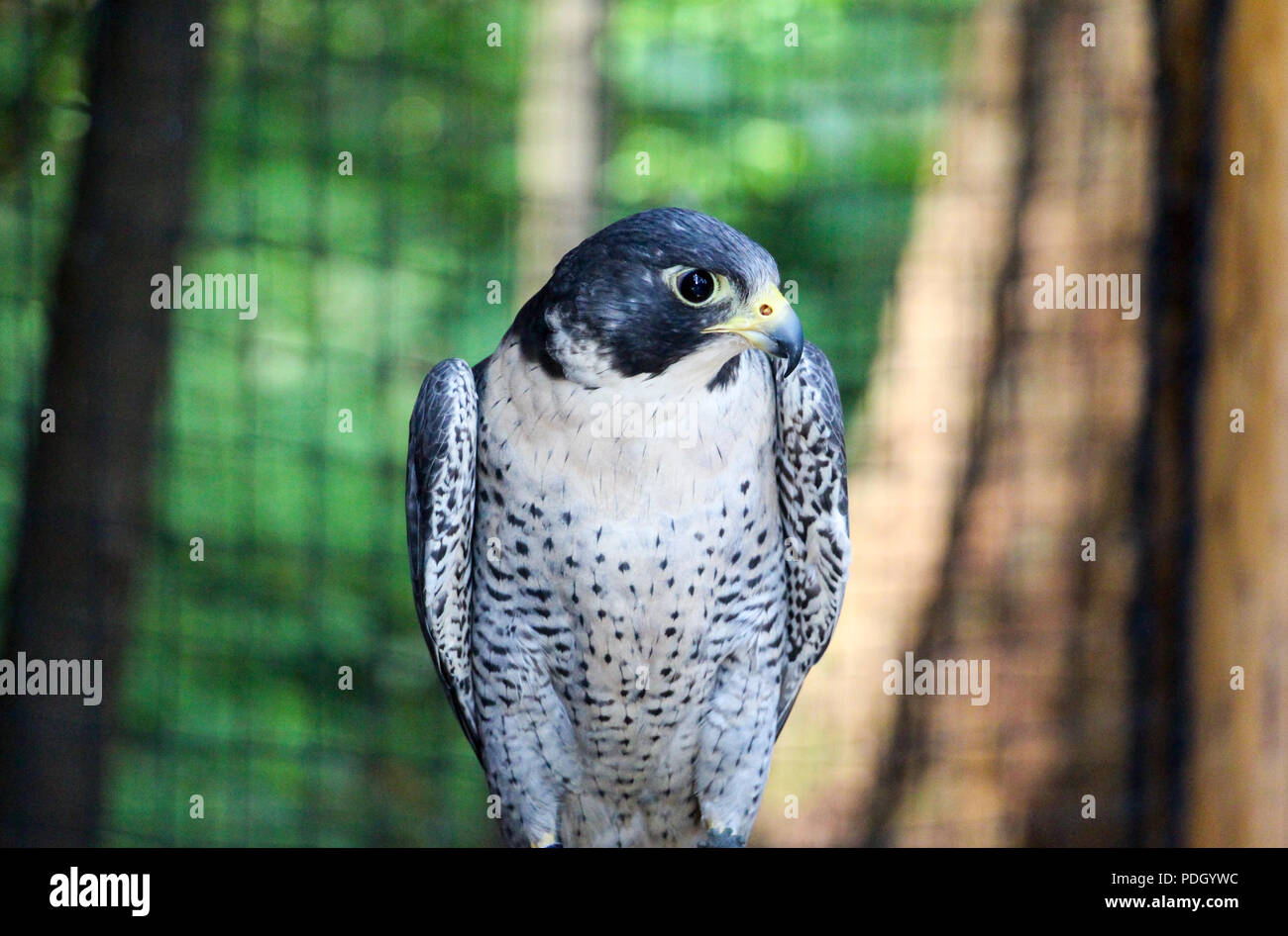 Beautiful closeup of an eye of Peregrine Falcon Stock Photo
