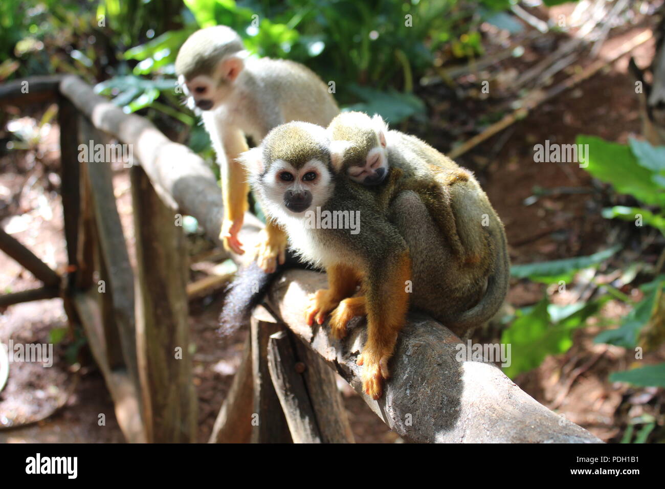 Mama and baby squirrel monkeys on a wooden railing Stock Photo - Alamy
