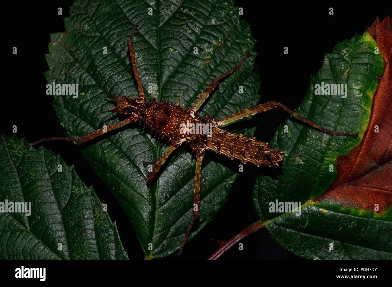 stick insects, walking sticks, Stabschrecken, Gespenstschrecken