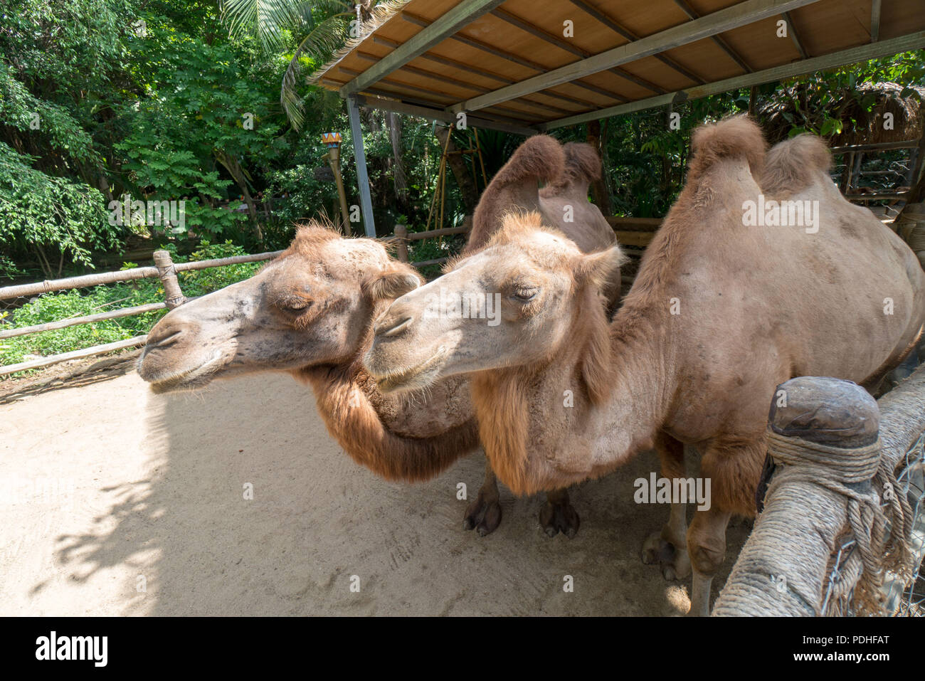 Sanya, Sanya, China. 10th Aug, 2018. Sanya, CHINA-Animals at Qianguqing Scenic Area in Sanya, south China's Hainan Province. Credit: SIPA Asia/ZUMA Wire/Alamy Live News Stock Photo