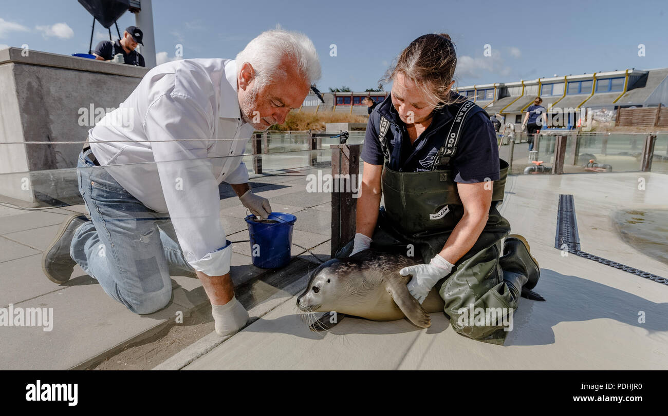 Friedrichskoog, Germany. 10th Oct, 2018. Wolfgang Kubicki of the Free Democratic Party (FDP), Vice President of the German Bundestag, visits the seal station Friedrichskoog, where he is the sponsor. For safety reasons, station manager Tanja Rosenberger holds the animal, which will be released soon. Credit: Markus Scholz/dpa/Alamy Live News Stock Photo