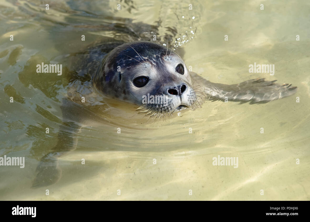 Friedrichskoog, Germany. 10th Oct, 2018. Wolfgang the seal swims in a pool at the seal station Friedrichskoog. His godfather until his release is the vice-president of the Bundestag, Kubicki. Credit: Markus Scholz/dpa/Alamy Live News Stock Photo