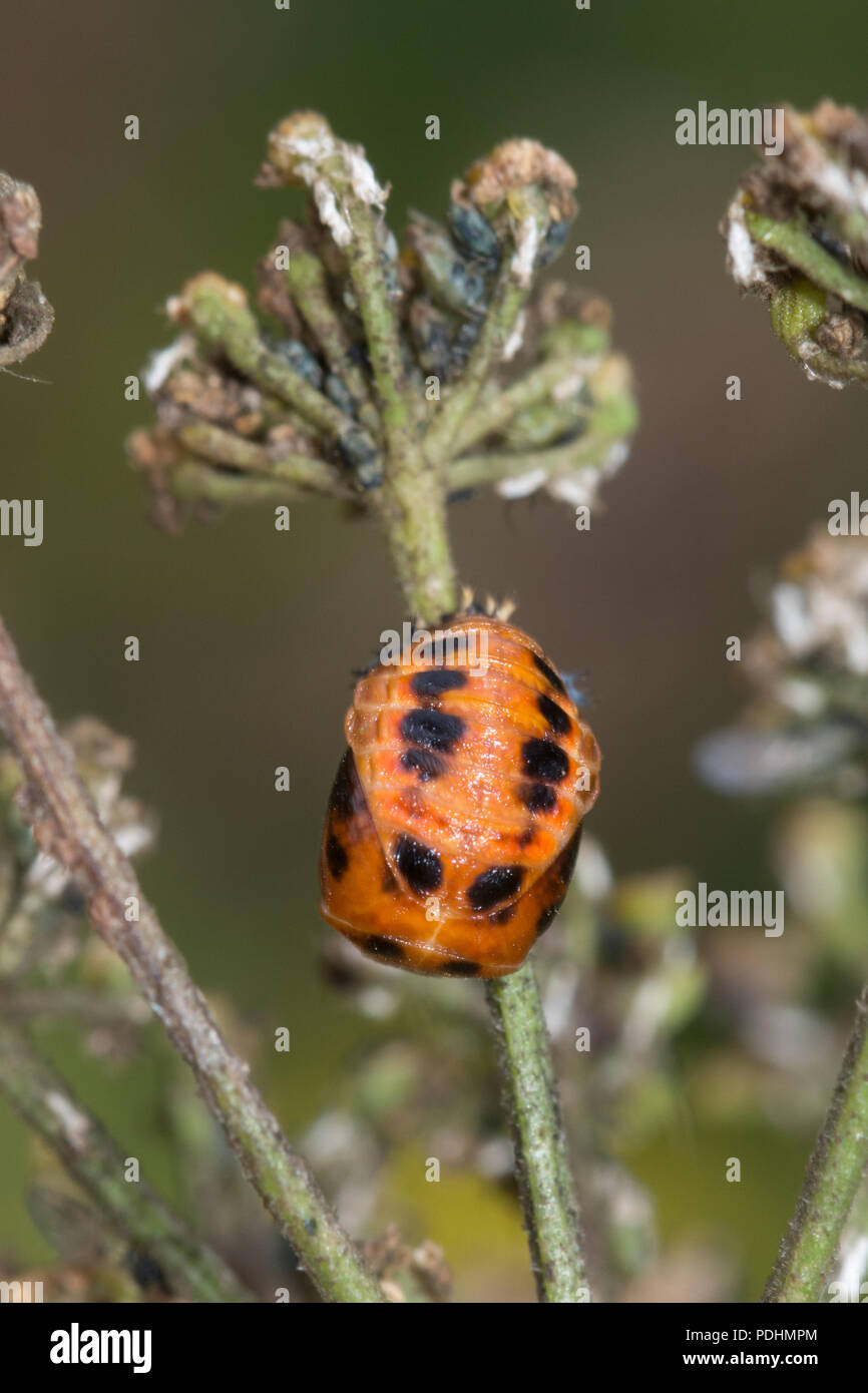 Pupa of the harlequin ladybird (Harmonia axyridis), also known as multicolored Asian, or Asian ladybeetle Stock Photo