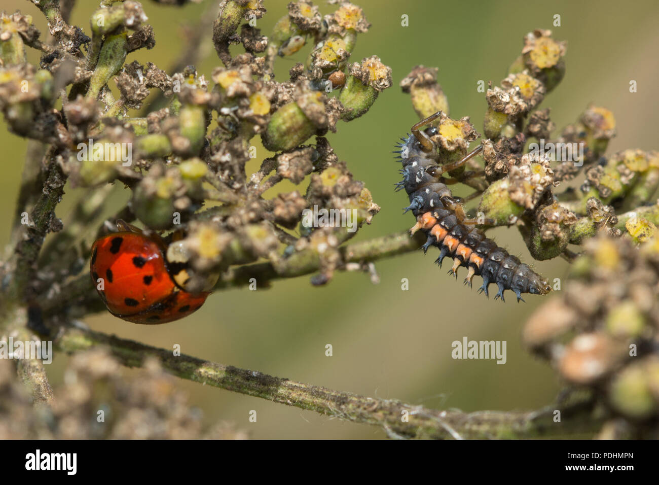 Adult harlequin ladybird (Harmonia axyridis), also known as multicolored Asian, or Asian ladybeetle, and its larva close together on the same plant Stock Photo