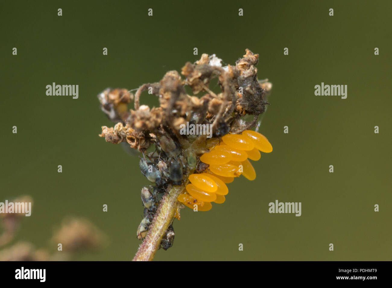 Brightly coloured eggs of the harlequin ladybird (Harmonia axyridis), also known as multicolored Asian, or Asian ladybeetle, laid near aphids Stock Photo