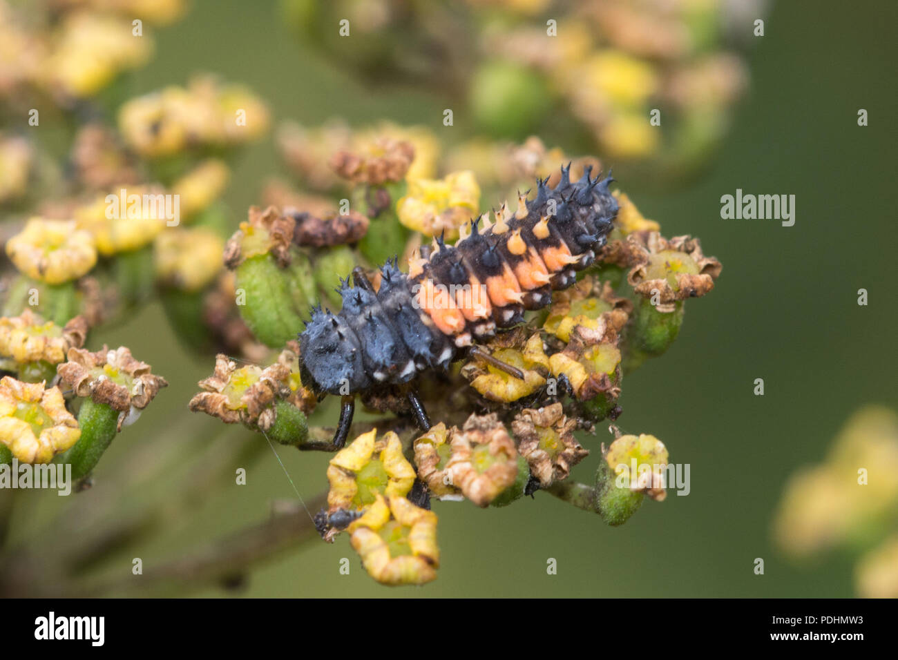 Larva of the harlequin ladybird (Harmonia axyridis), also known as multicolored Asian, or Asian ladybeetle Stock Photo