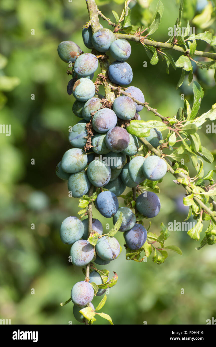 Sloes (sloe berries) on blackthorn (Prunus spinosa) during august in