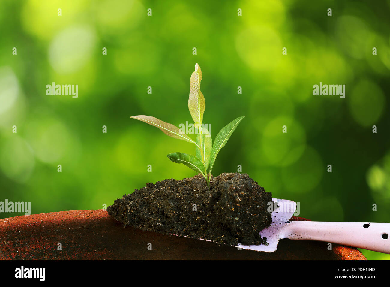 blurry green with bokeh nature background Stock Photo
