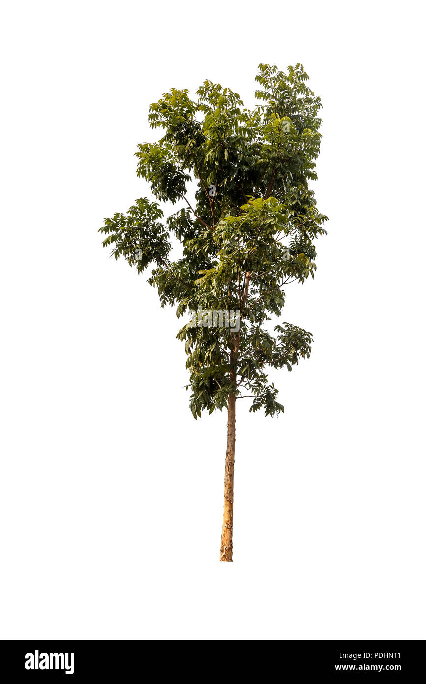 A big tree isolated on white background Stock Photo