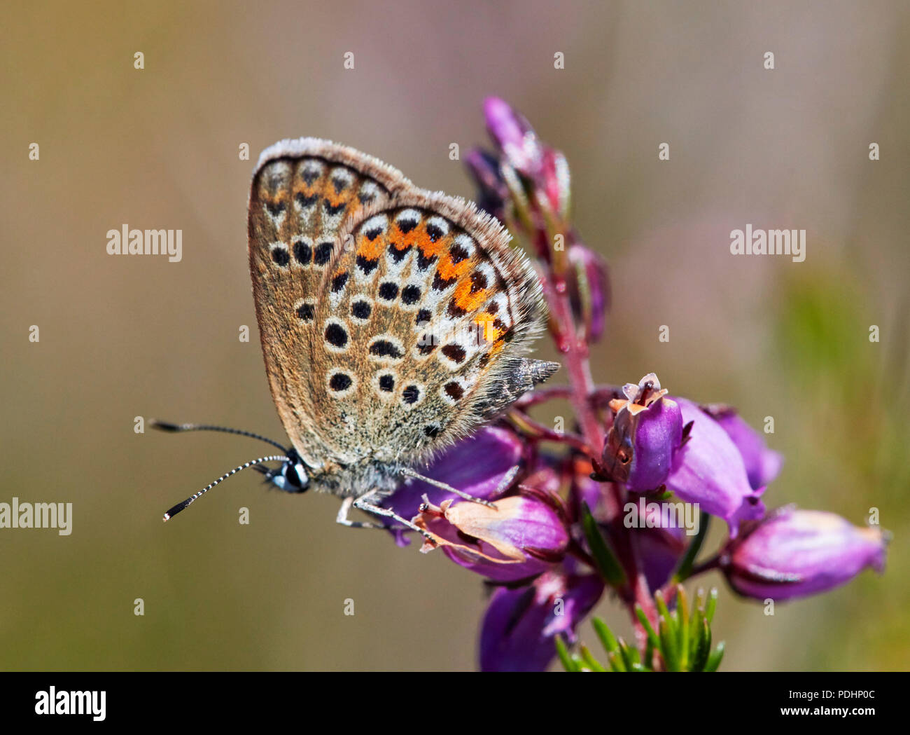 Silver-studded Blue female perched on Bell Heather. Fairmile Common, Esher, Surrey, England. Stock Photo