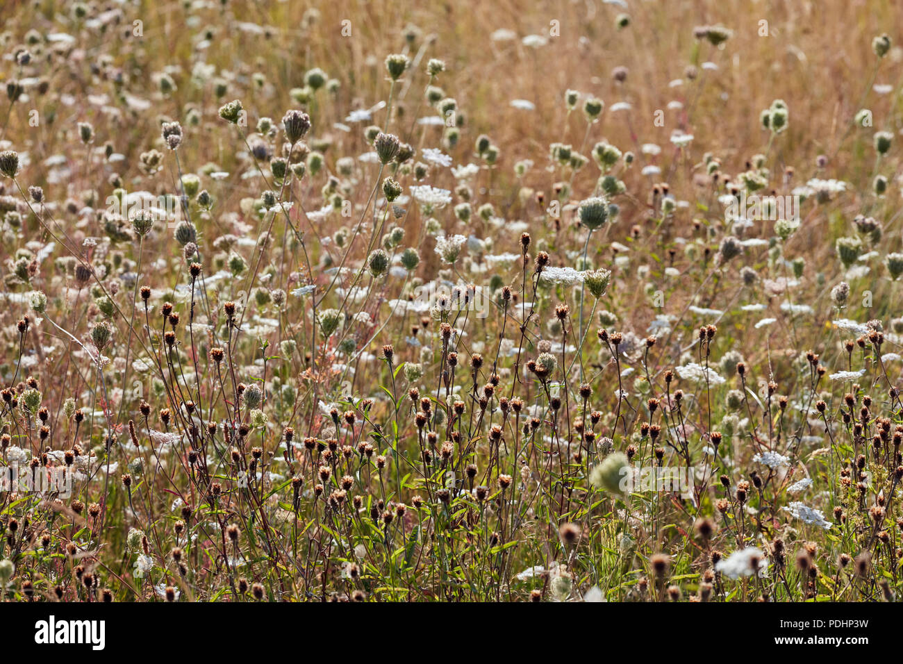 Wild Carrot in flower. Hurst Meadows, East Molesey, Surrey, England. Stock Photo