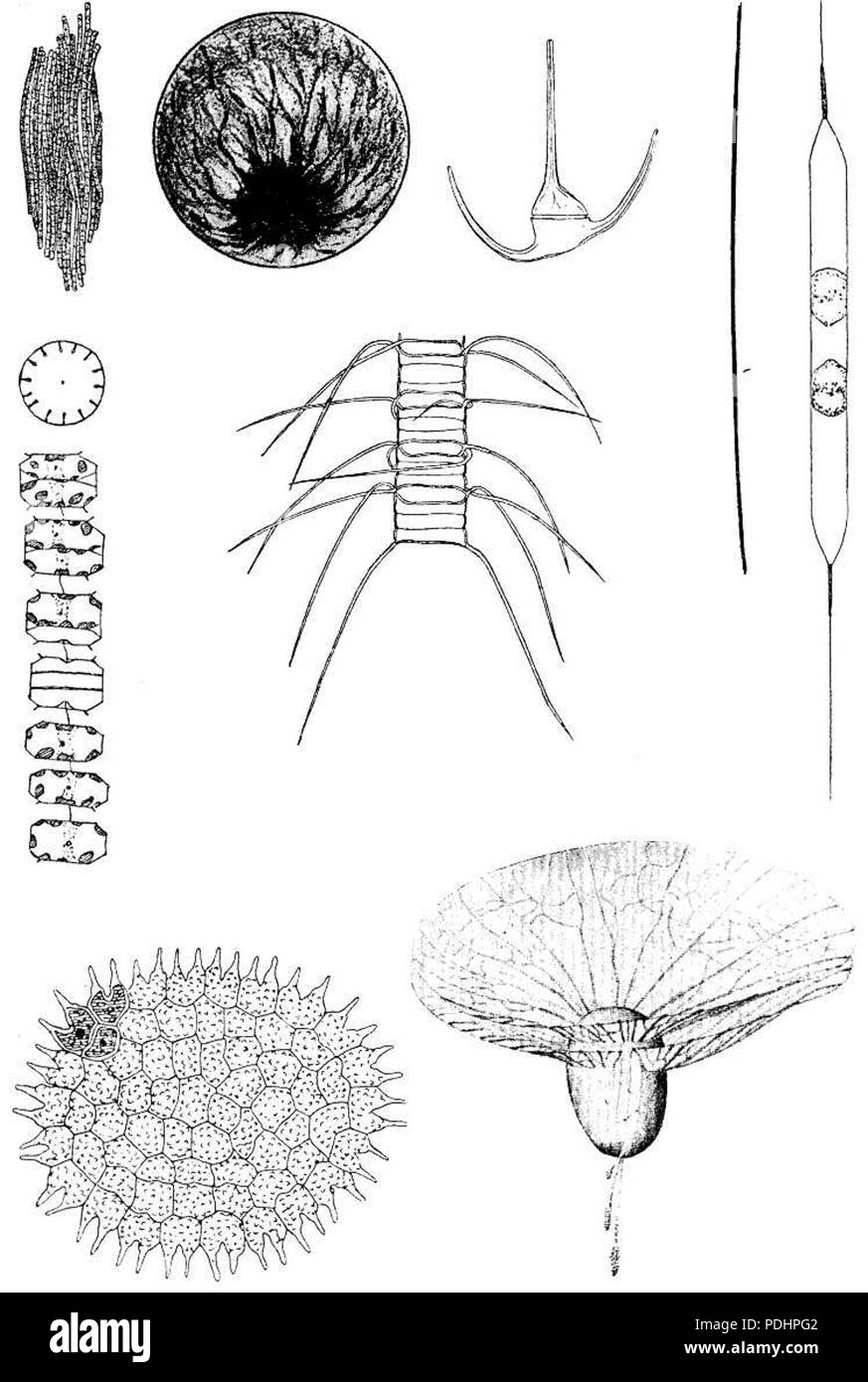 265 Plankton Stock Photo