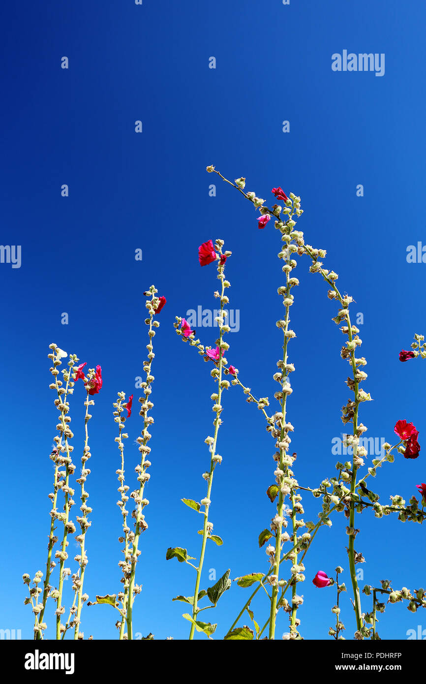 Hollyhocks (Malvaecea) grow tall in the summer heat against a bright blue polarised sky. Stock Photo