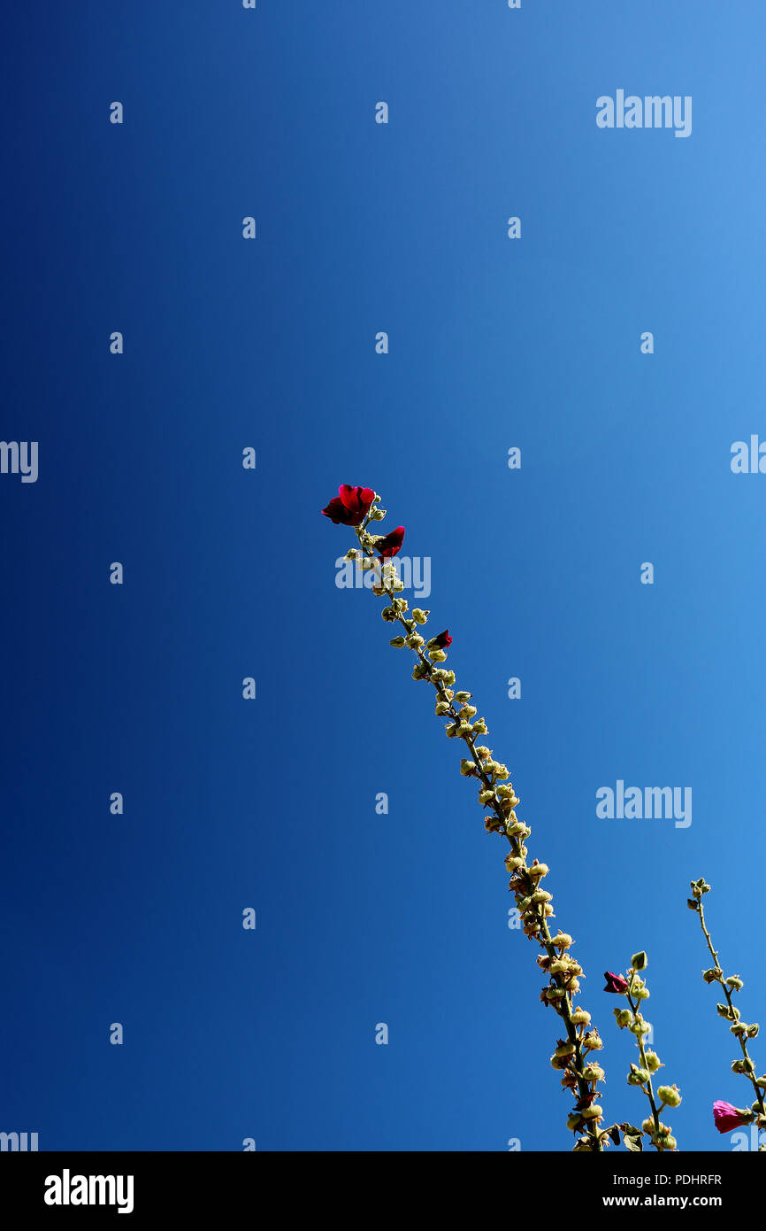 Hollyhocks (Malvaecea) grow tall in the summer heat against a bright blue polarised sky. Stock Photo
