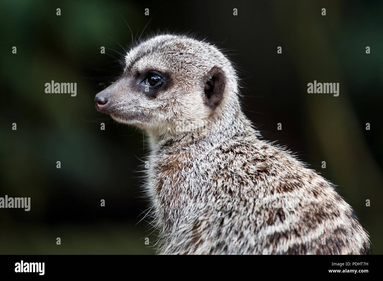 Meerkat animal close up view Stock Photo
