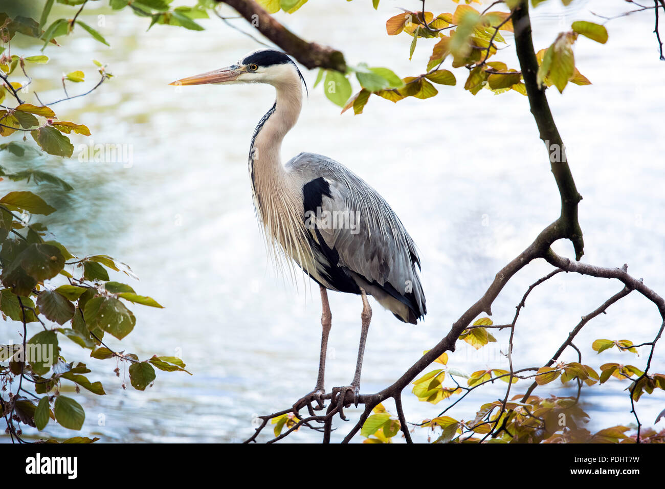 Grey heron bird on the tree Stock Photo