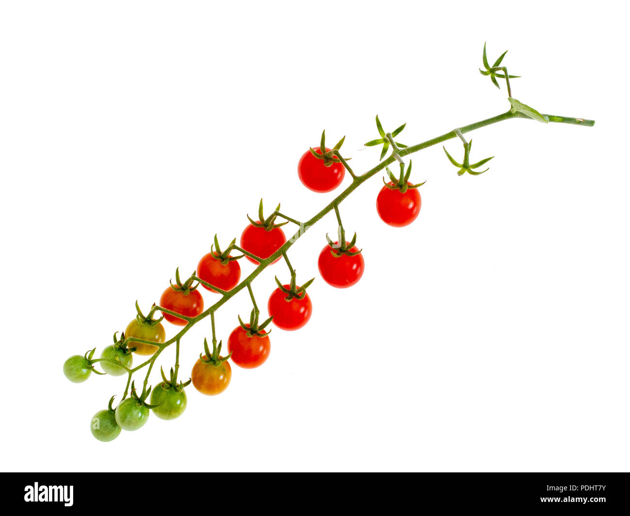Cluster of tiny red tomatoes on vine , Solanum pimpinellifolium. Isolated on white. Stock Photo