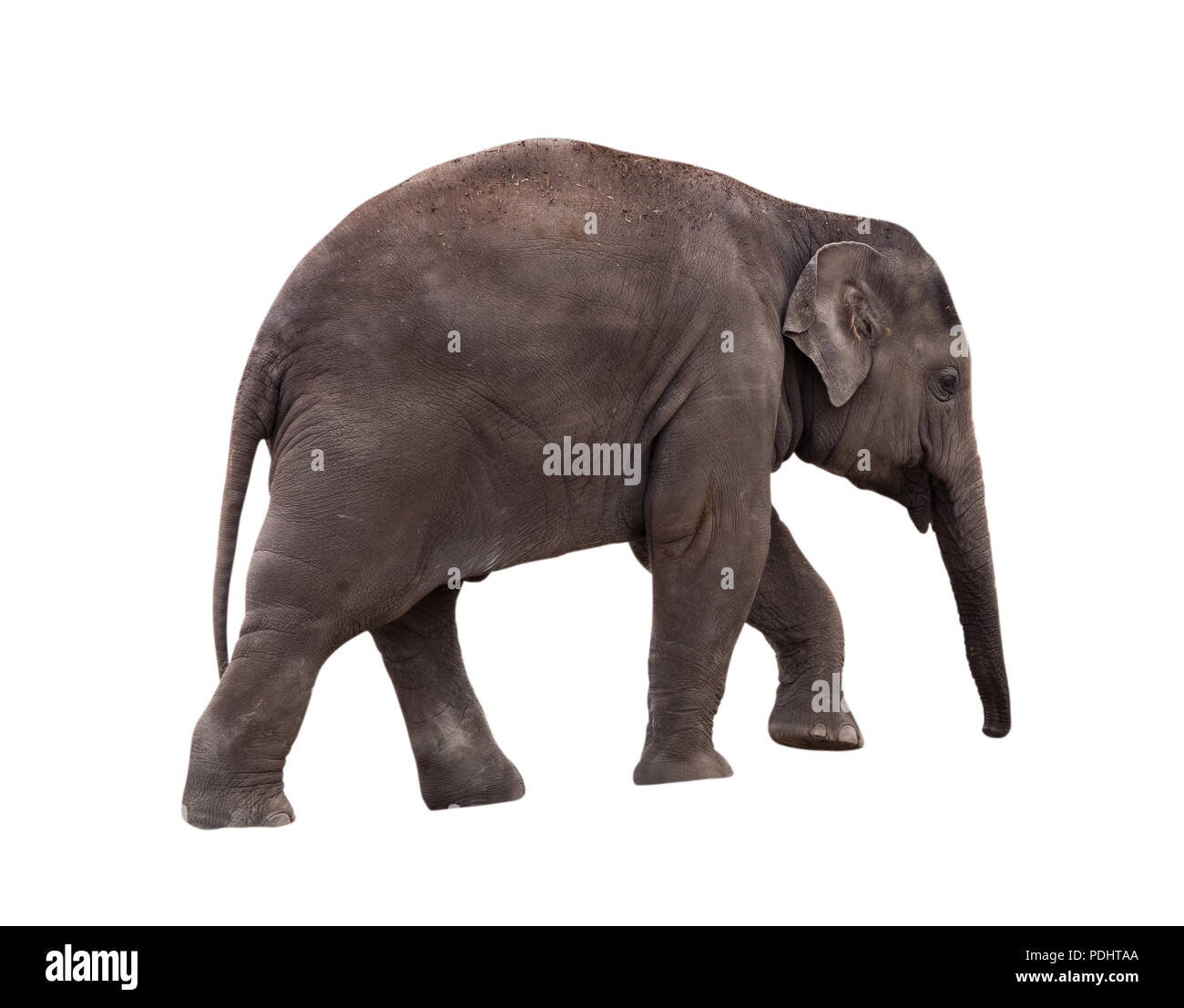 Small elephant isolated on white background Stock Photo