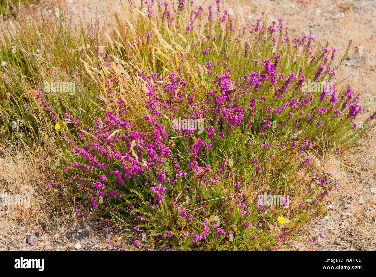 Erica Cinerea, Bell Heather growing in summertime, Dorset, UK Stock Photo