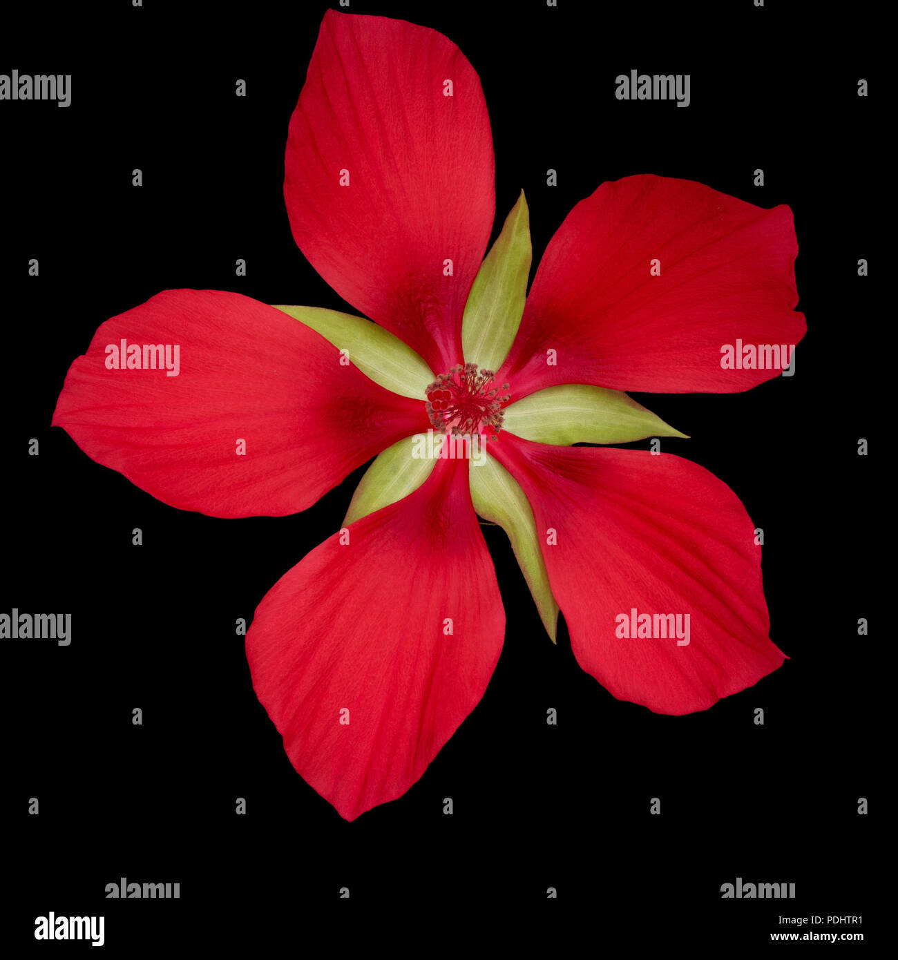Hibiscus coccineus or scarlet rosemallow, huge, exuberant red flower isolated on black. Aka Texas star, brilliant or scarlet hibiscuss. Stock Photo