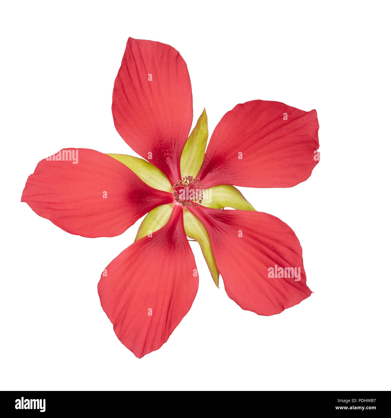 Hibiscus coccineus or scarlet rosemallow, huge, exuberant red flower isolated on white. Aka Texas star, brilliant or scarlet hibiscuss. Stock Photo