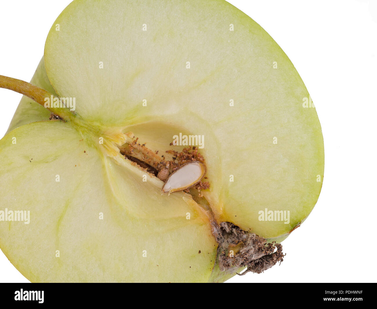 Codling moth larva, Cydia pomonella grub, larva. Caterpillar in apple, white background. Stock Photo