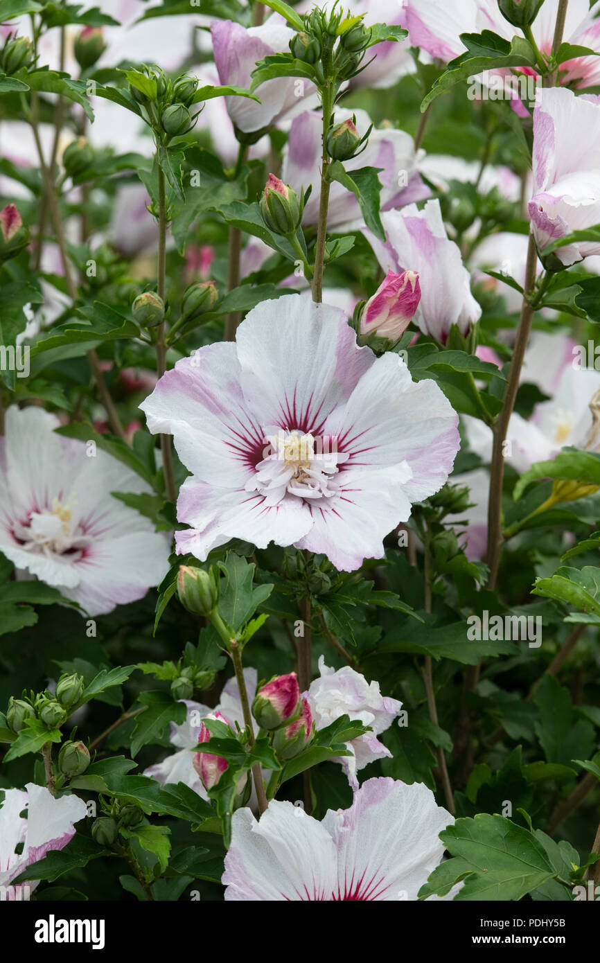 Hibiscus syriacus ‘Minspot’ / Floru. Rose of Sharon 'Minspot’. Hibiscus syriacus Pinky Spot flowers Stock Photo