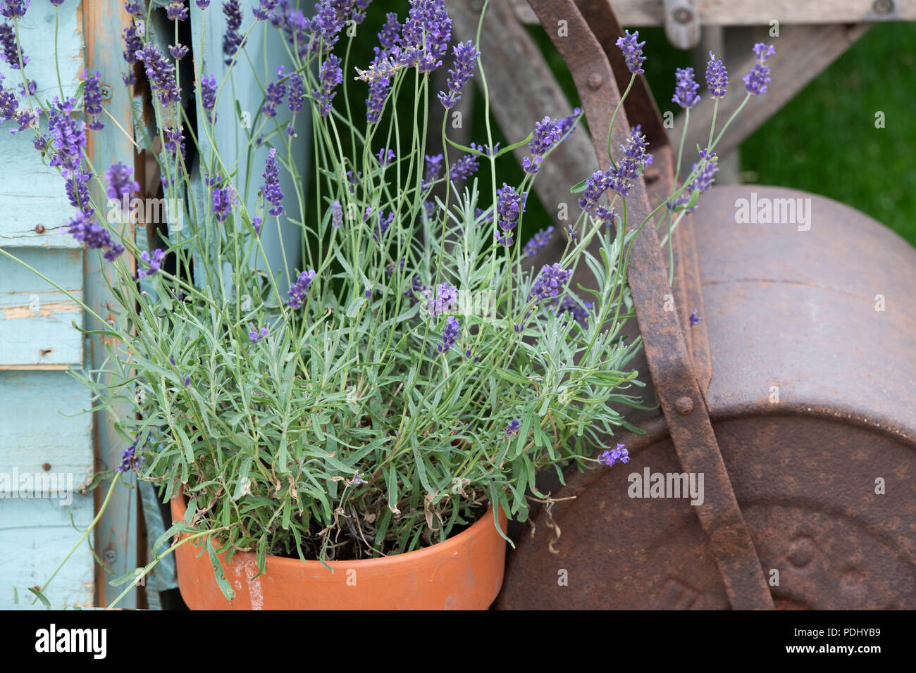 Lavandula. Lavender growing in a plant pot against a shed and vintage grass roller on a flower show display. UK Stock Photo