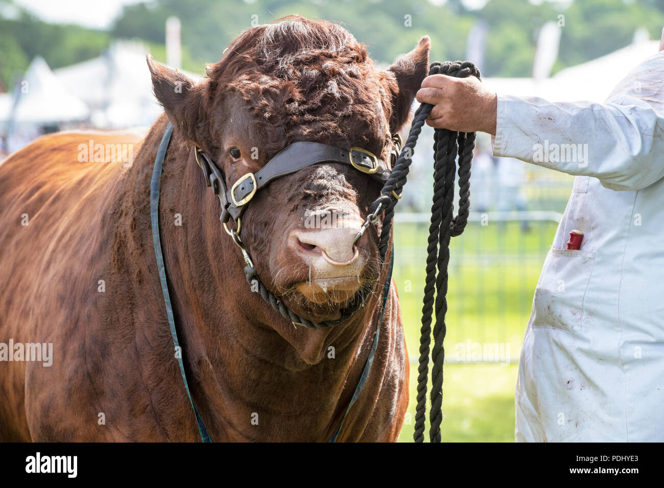 Bos taurus. Red poll bull on show at an Agricultural show. UK Stock Photo