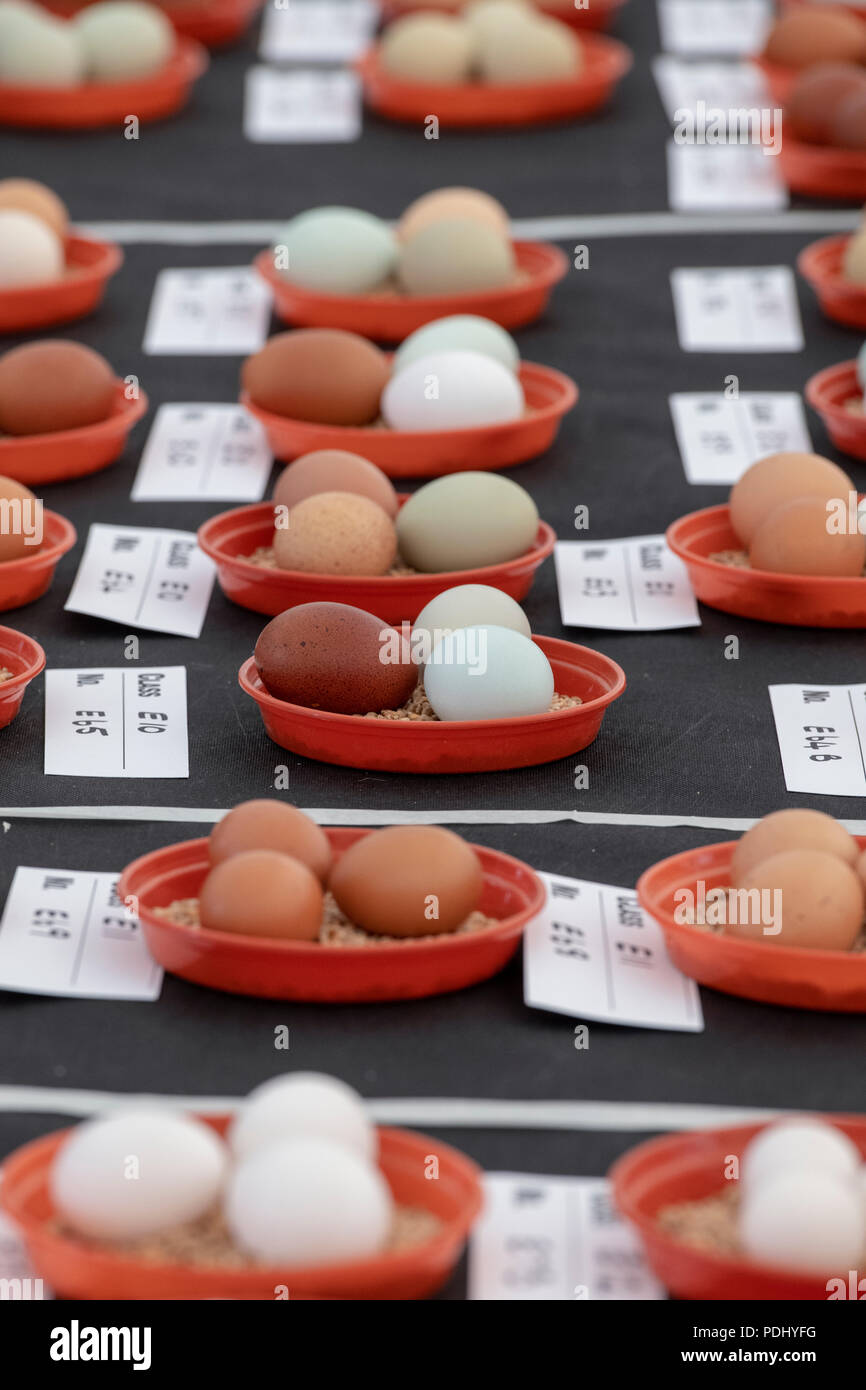 Showing chicken eggs at an Autumn Show. UK Stock Photo