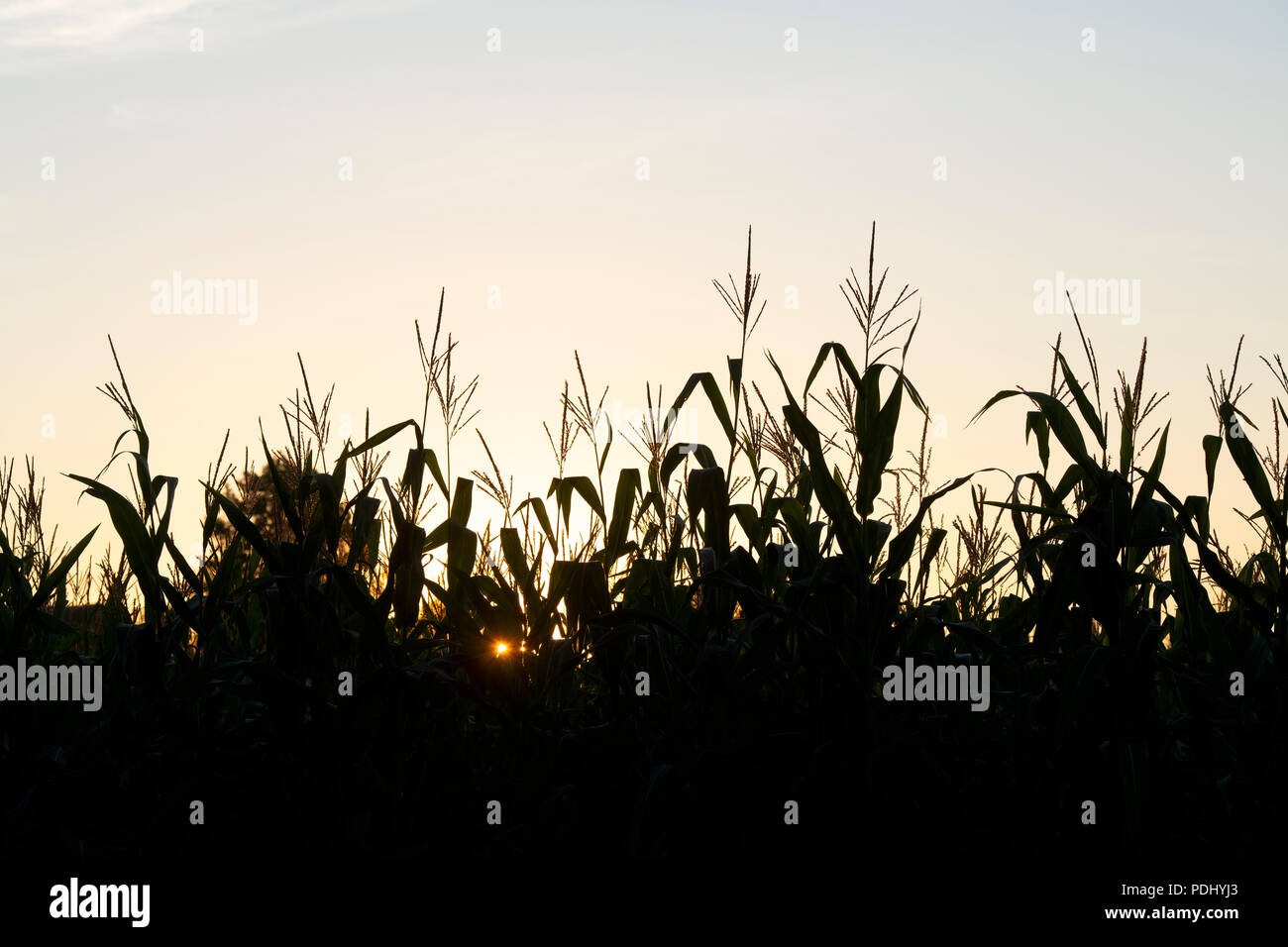 Zea mays. Silhouette Field of Maize / Corn growing in the Oxfordshire countryside at sunrise. UK Stock Photo
