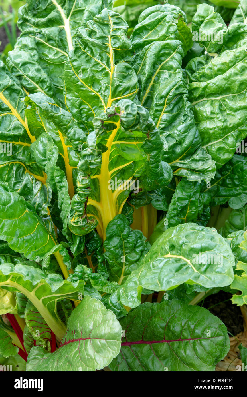 Beta vulgaris. Swiss chard 'bright lights' in a vegetable patch Stock Photo