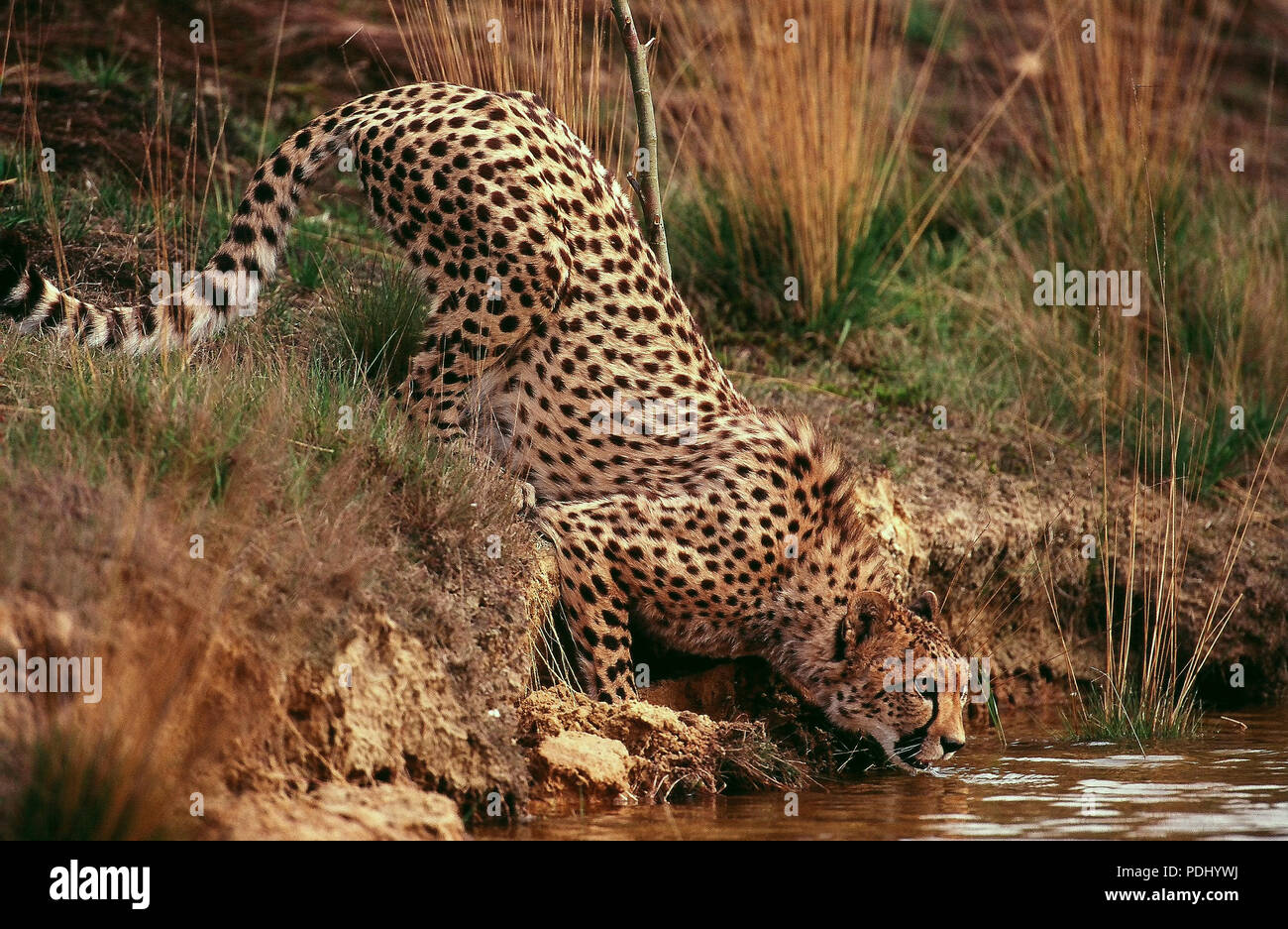 Cheetah Drinking Acynonyx Jubatus Guepard Buvant Stock Photo Alamy