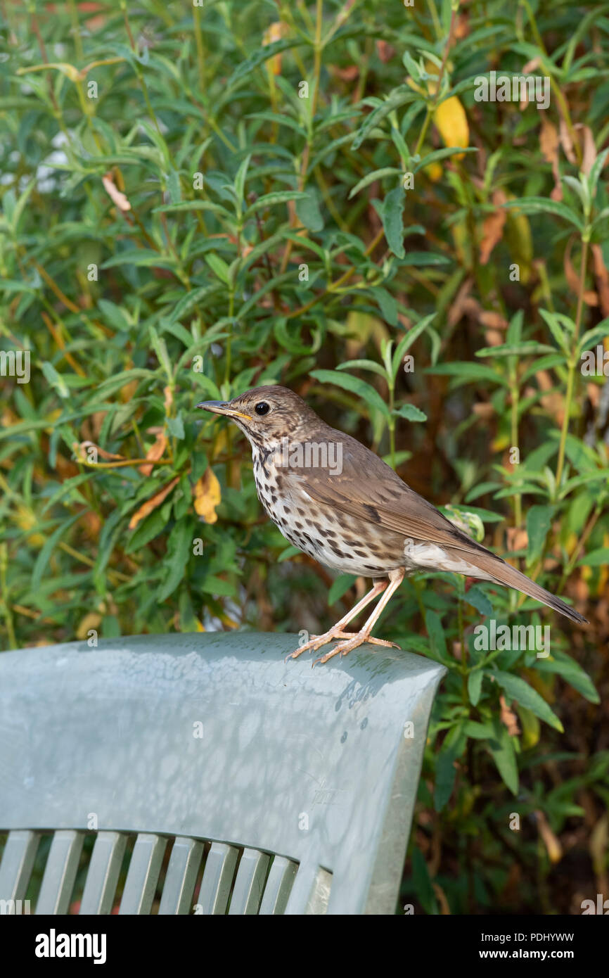 Turdus philomelos. Song thrush on a plastic garden chair in an english garden. UK Stock Photo