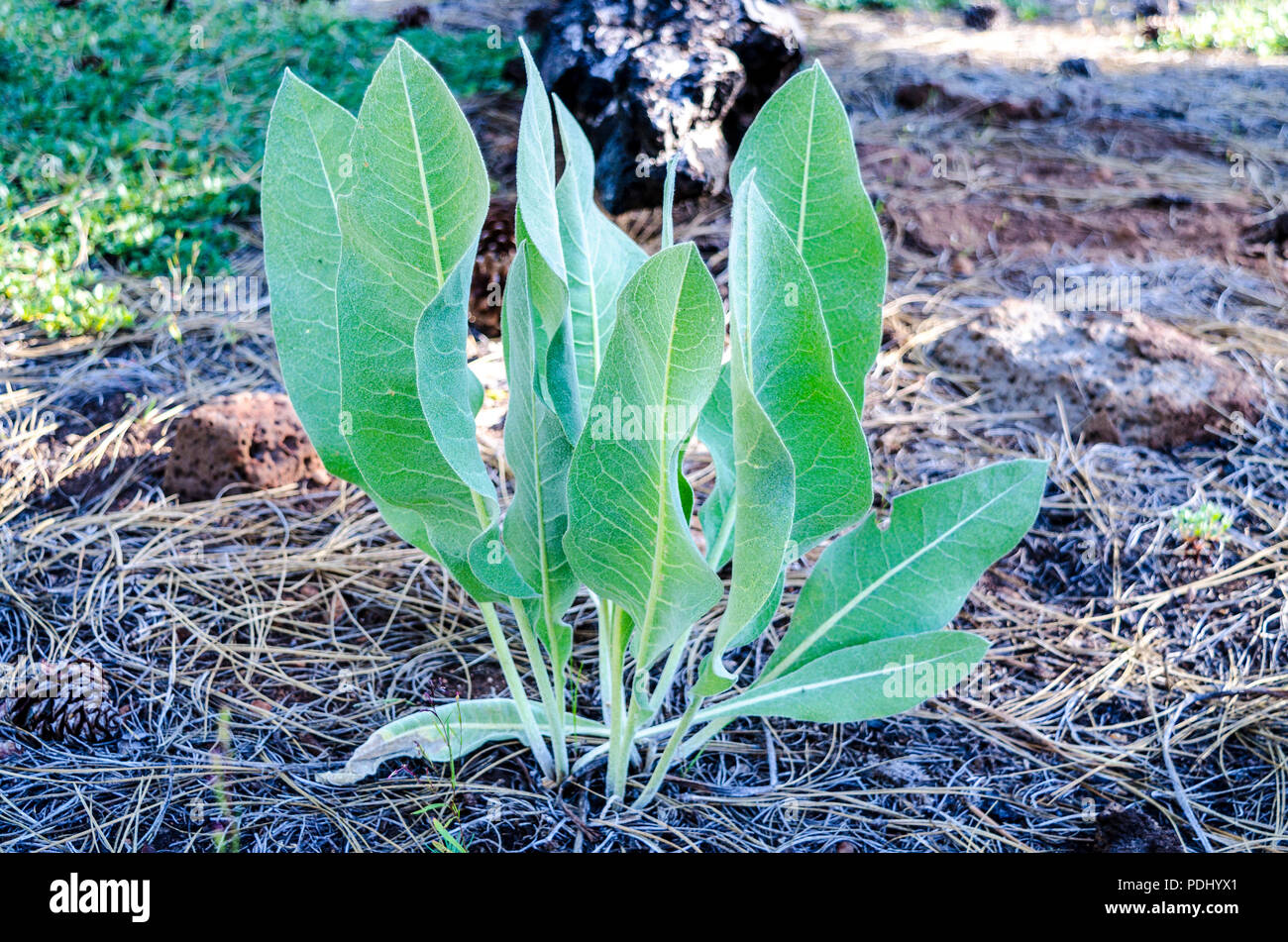 Mules Ears (Wyethia mollis) Eastern Sierra Nevada California USA Stock Photo