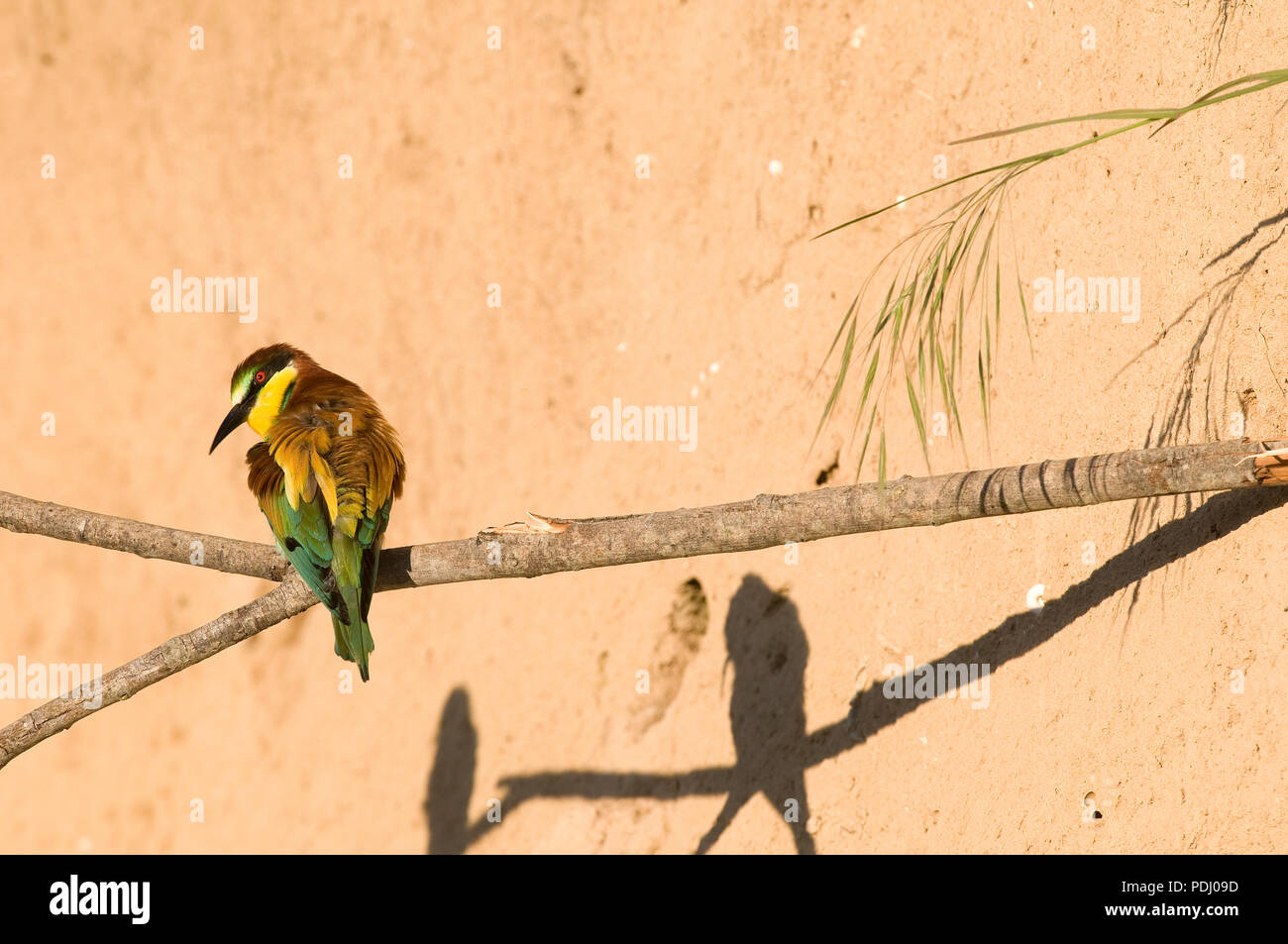 Guepier d Europe - avec ombre - Bee-Eater - with shadow - Merops apiaster Stock Photo