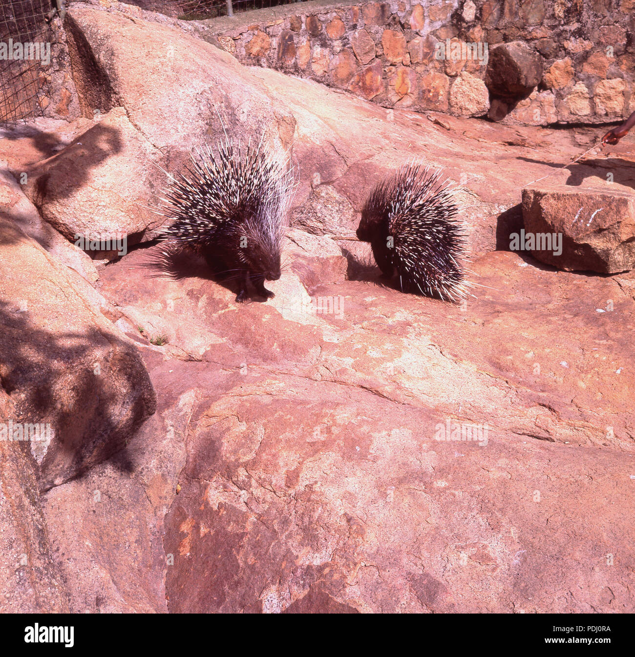 1960s, historical, summertime and old world porcupines outside on rocks in a zoo. These large rodents have a coat of sharp spines or quills to protect aginst predators. Stock Photo