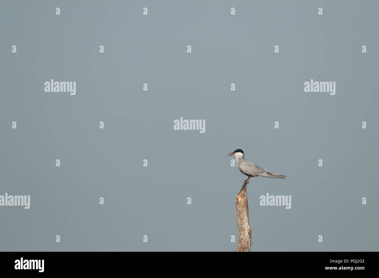 Whiskered Tern (Chlidonias hybrida) Stock Photo