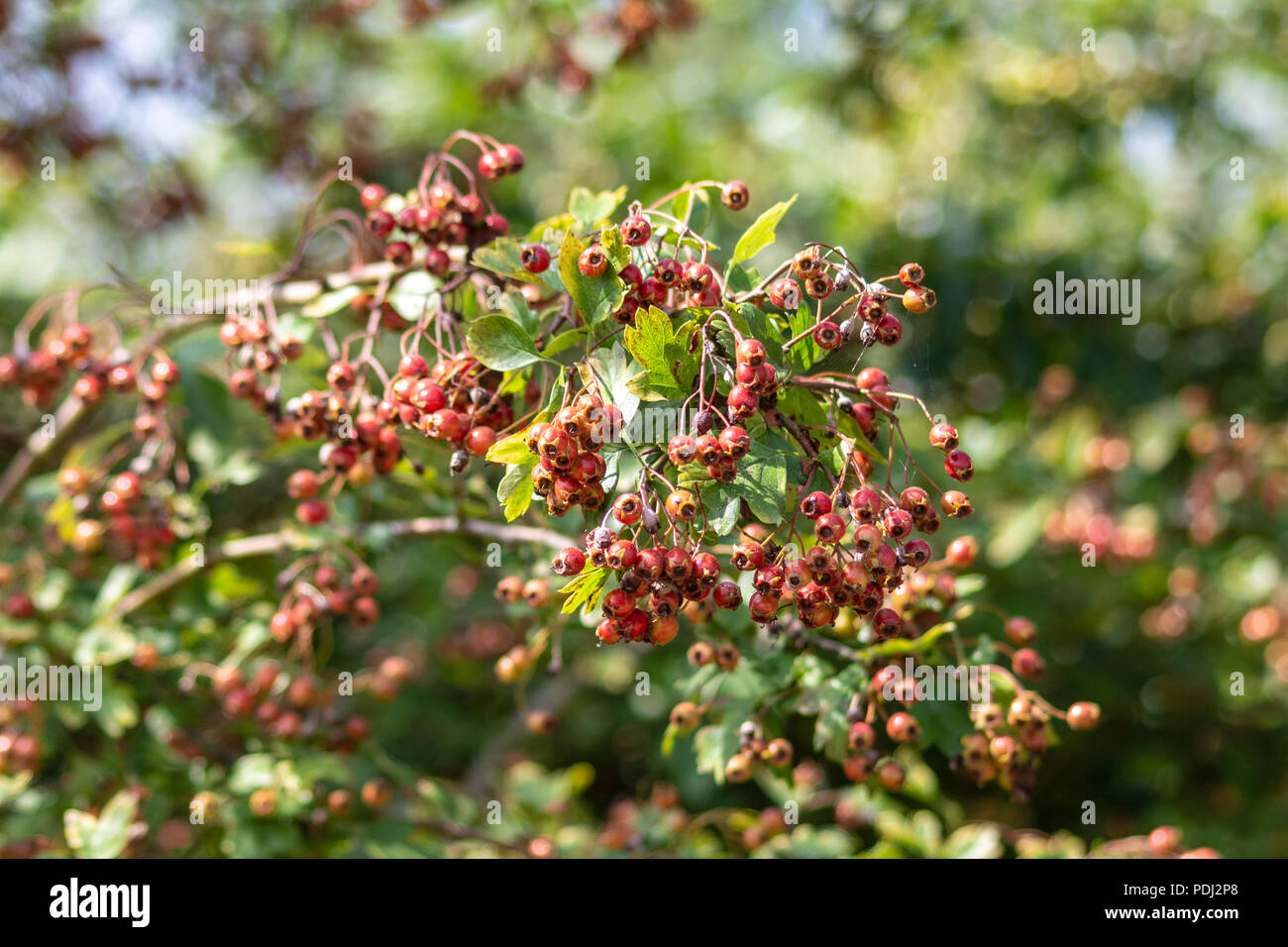 A Hawthorn (Crataegus monogyna) branch heavily laden with clusters of ripening berries in Wiltshire Stock Photo