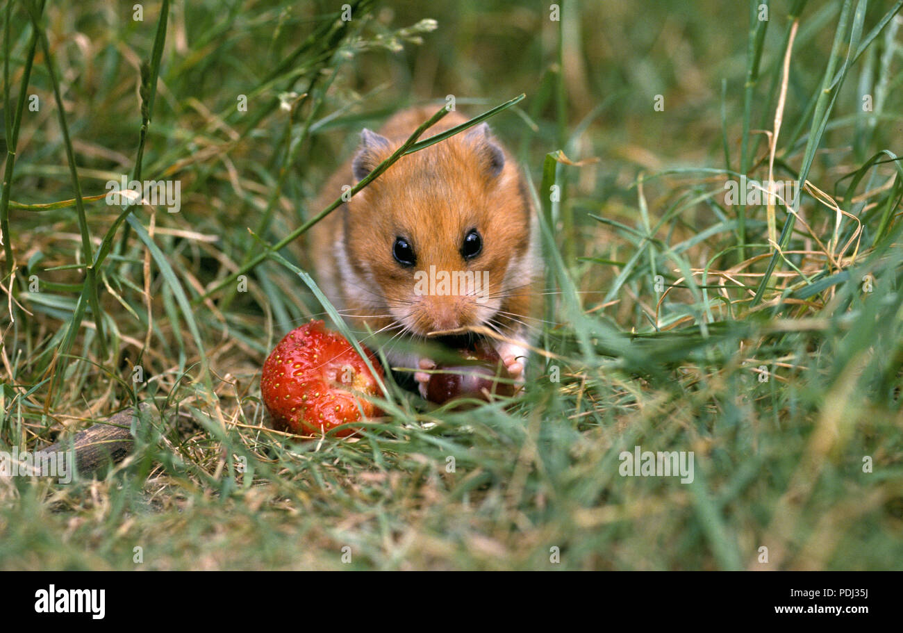 Hamster Dore High Resolution Stock Photography And Images Alamy Hamster Dore High Resolution Stock Photography And Images Alamy