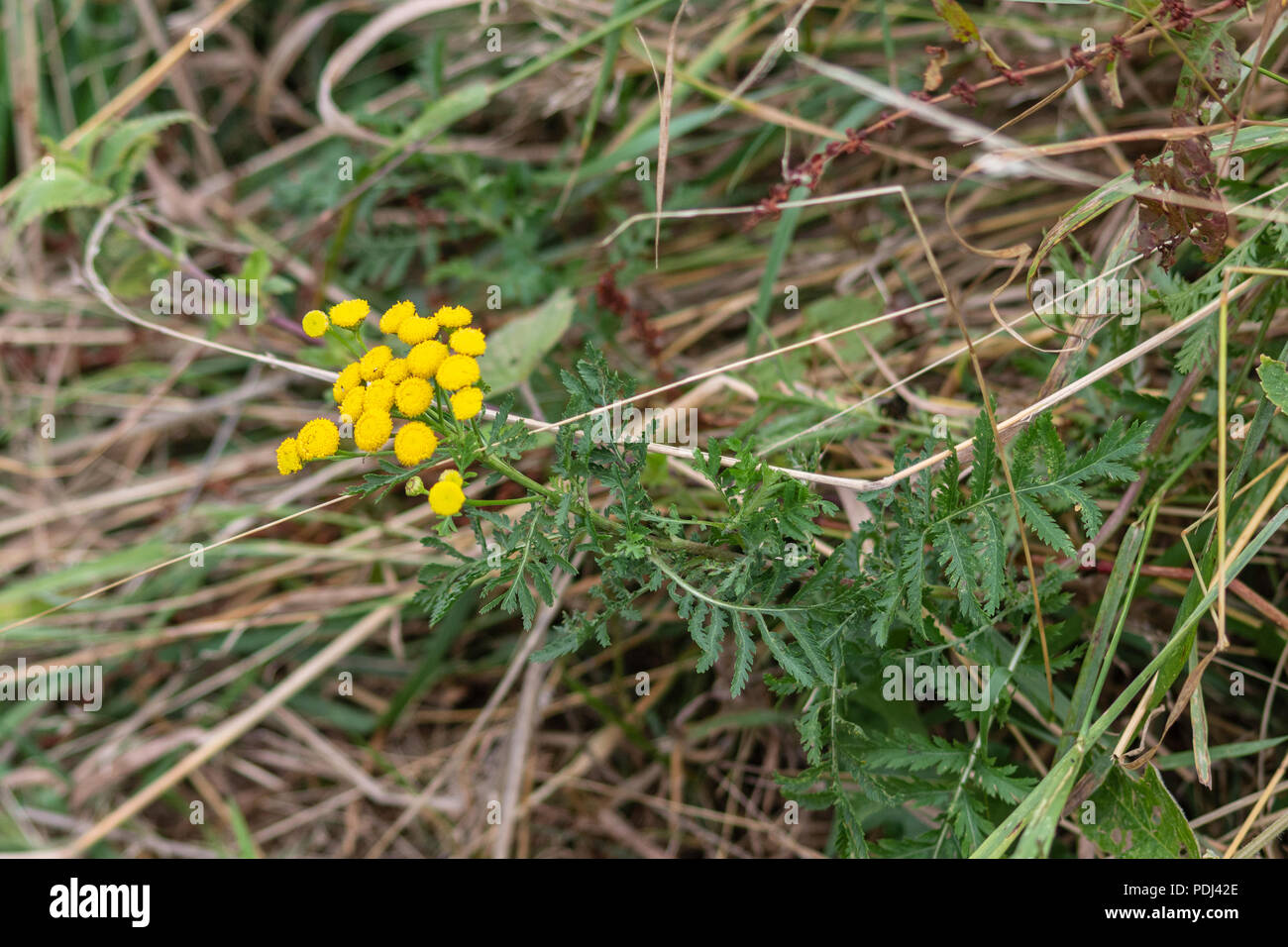 A tansy plant with flowers lying almost horizontal against long grass next to a path Stock Photo