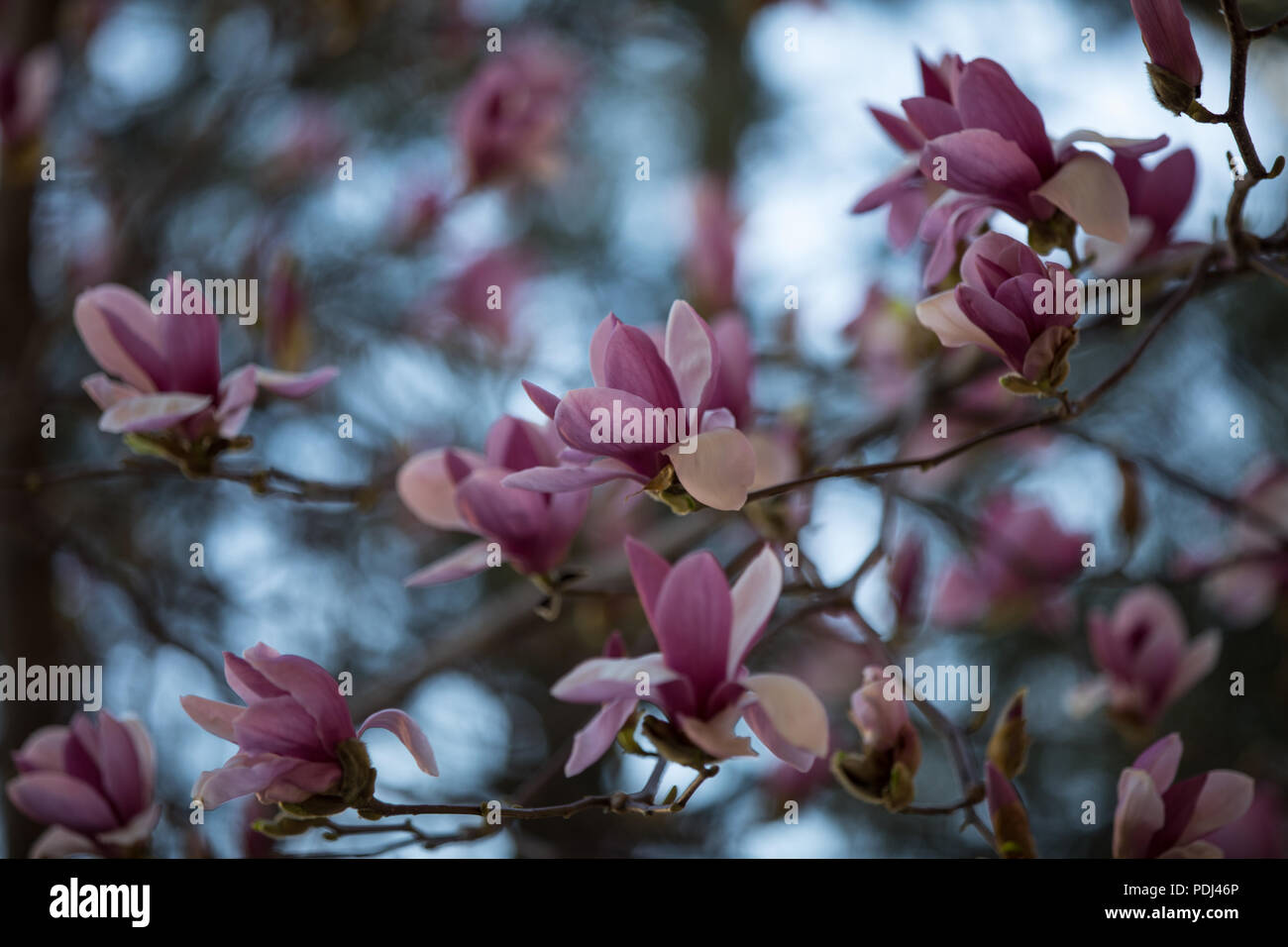 Magnolia tree blooming Stock Photo - Alamy