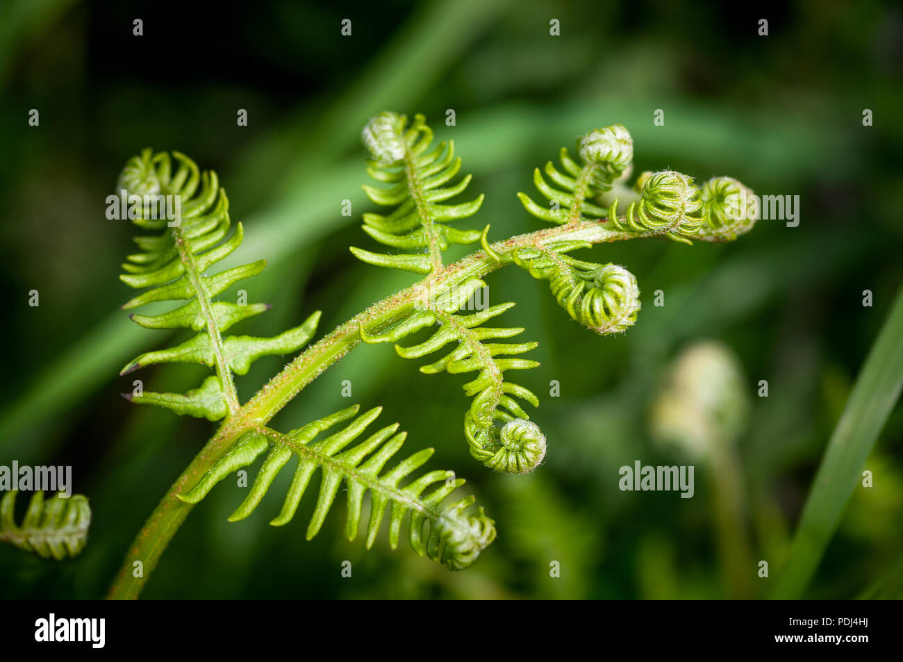 Bracken frond unfurling in spring with spirals still curled at its ends. Stock Photo