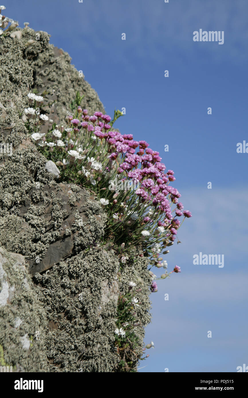 Pink and white alpine flowers on a rocky cliffside, Dumfries and Galloway Stock Photo