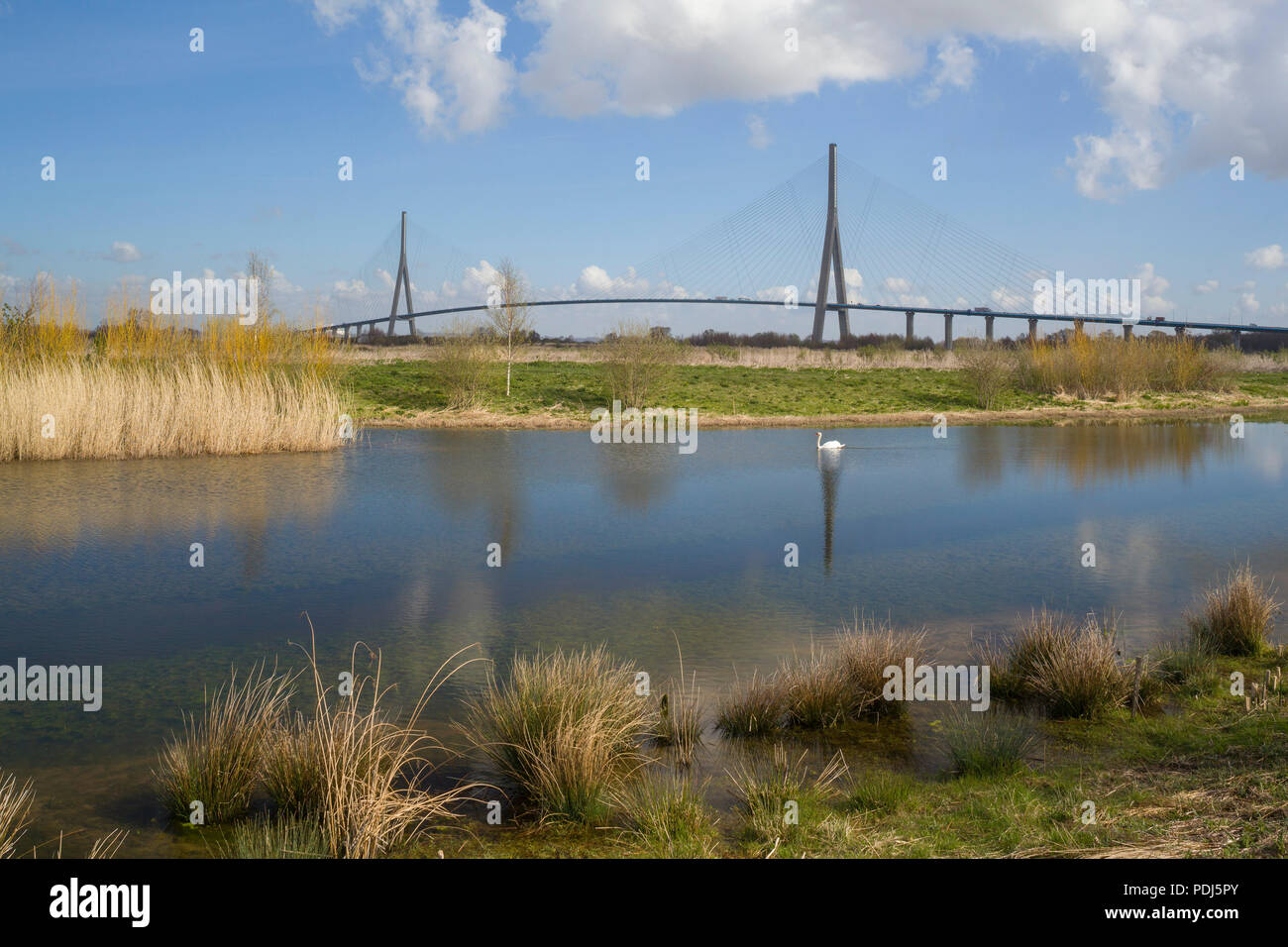 The Pont de Normandie cable stayed bridge over the River Seine at Honfleur, Normandy, France viewed over wetlands with a swan in the foreground Stock Photo