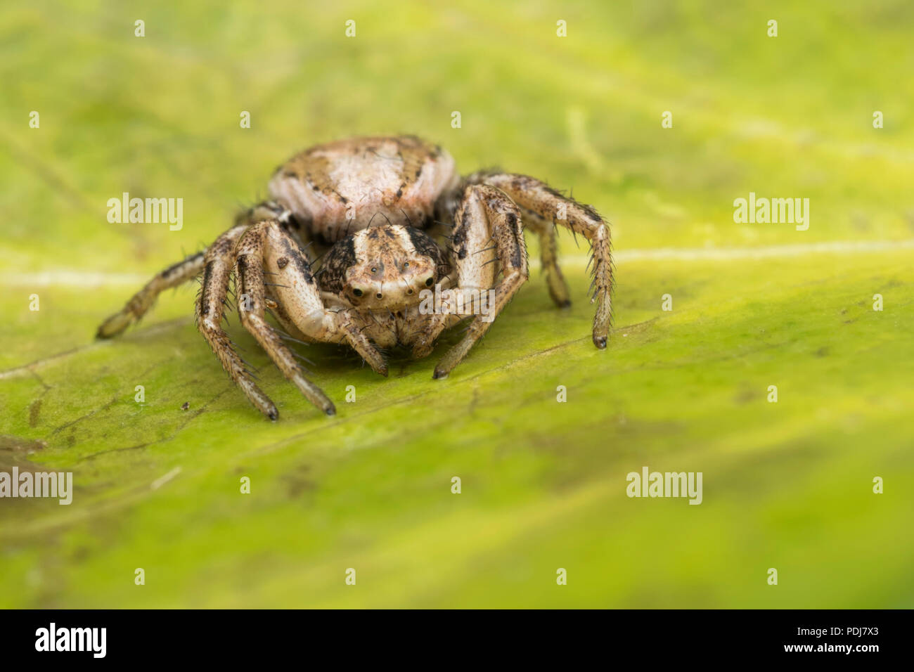 Crab Spider (Xysticus sp) sitting on rhododendron leaf. Tipperary, Ireland Stock Photo