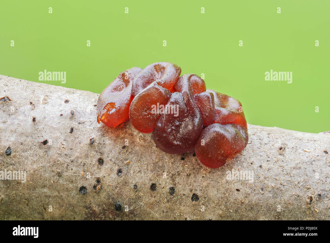 Jelly fungus (Ascotremella faginea) fruiting bodies grow on a tree branch. Stock Photo