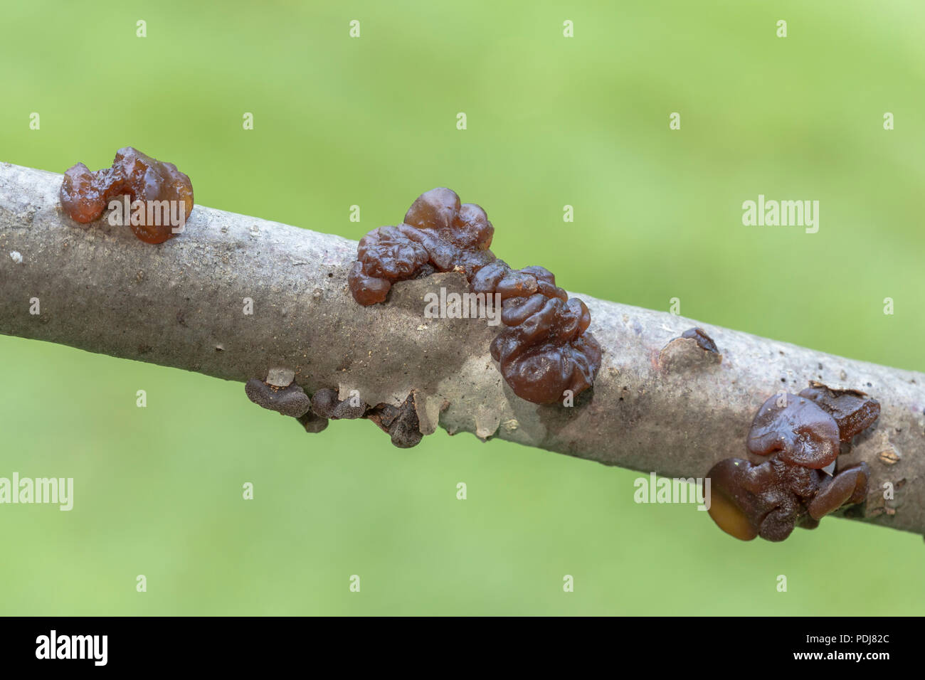 Jelly fungus (Ascotremella faginea) fruiting bodies grow on a tree