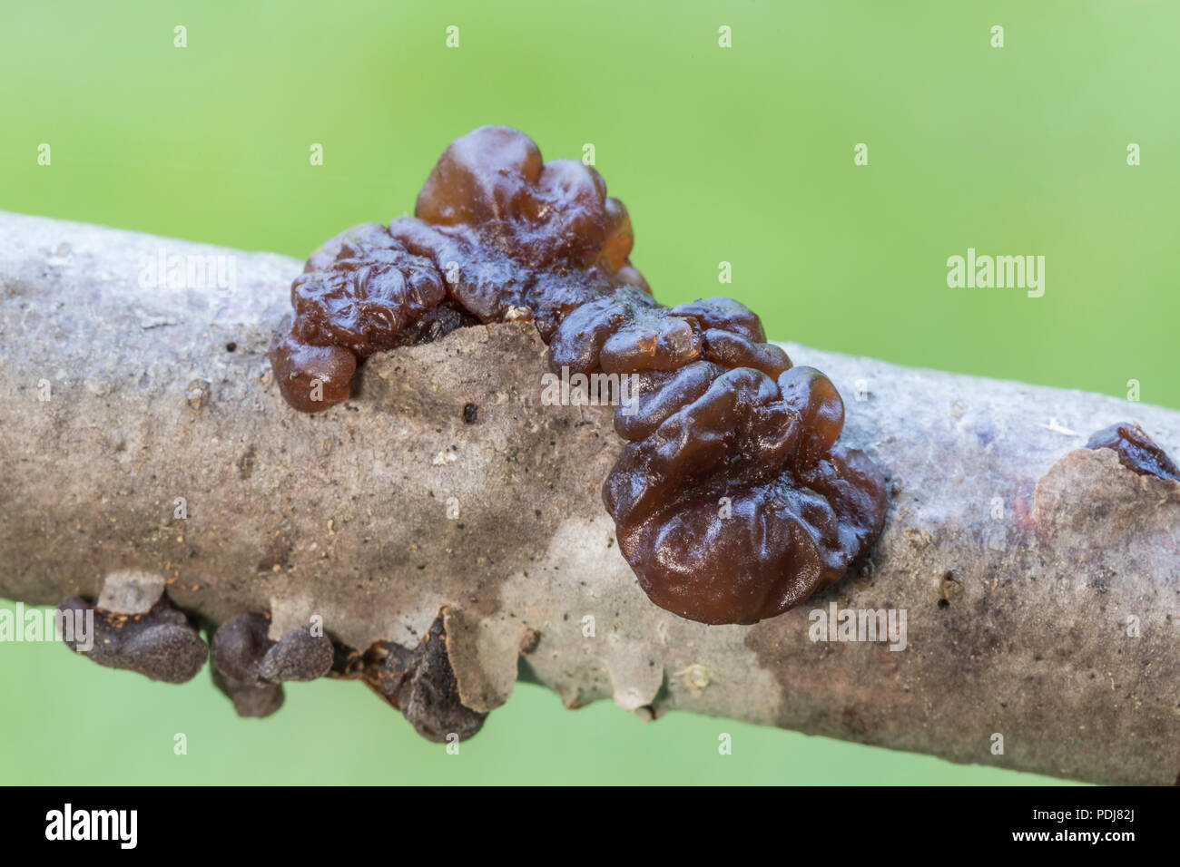Jelly fungus (Ascotremella faginea) fruiting bodies grow on a tree branch. Stock Photo